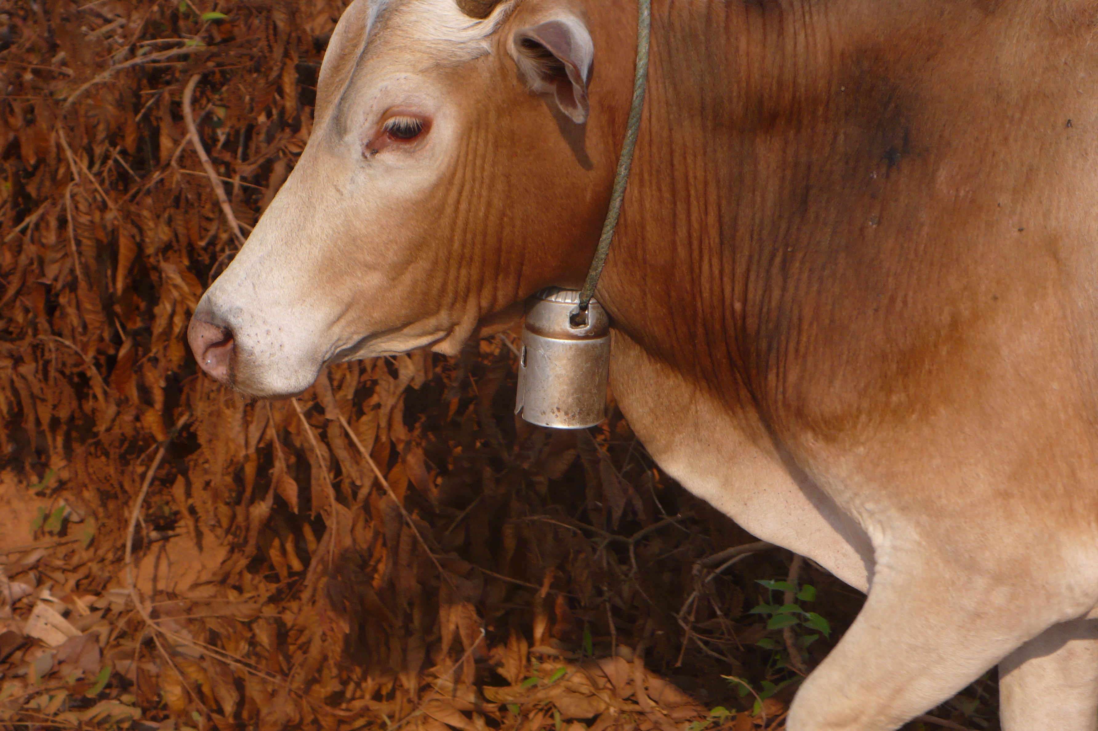 a fuse being used as a cow bell on the Ho Chi Minh Trail