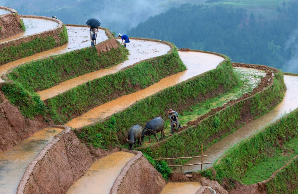 hill tribe folk and buffalo on a stepped rice field in Sapa