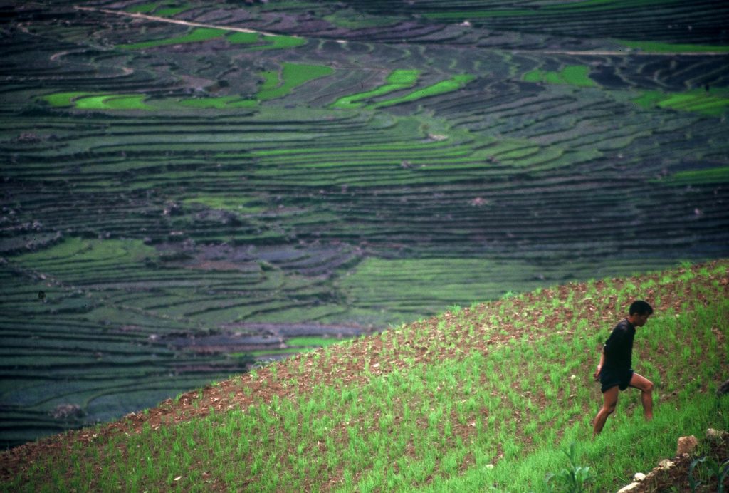 local man walking through a rice field in north Vietnam