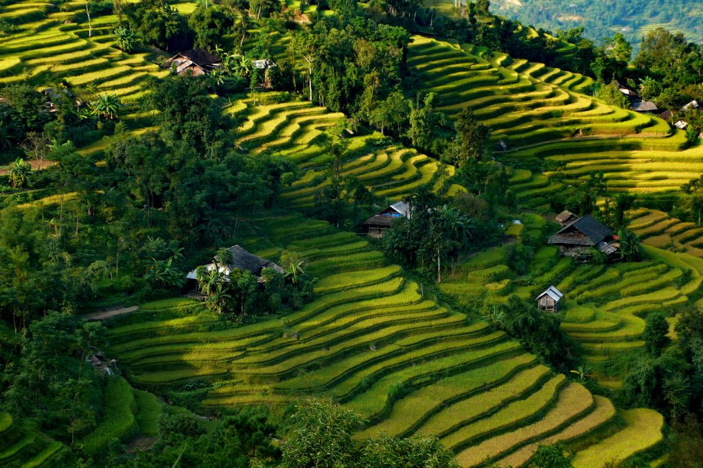 stepped rice fields in the mountains of north Vietnam