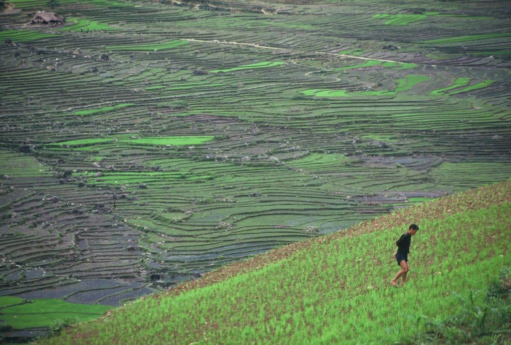 Tending fields near Hoang Su Phi