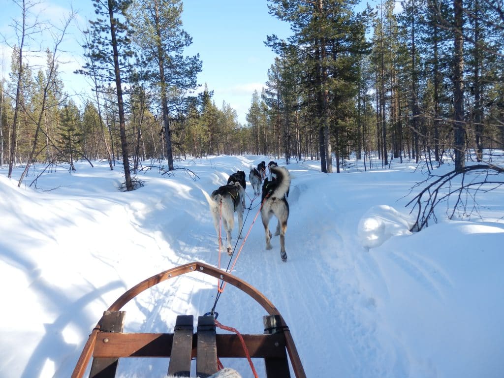 Dog sledding to the Jukkasjarvi Icehotel