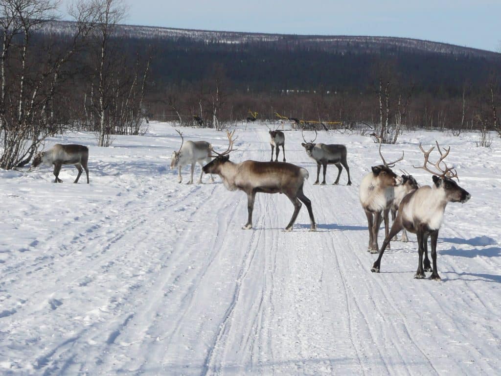 Reindeer are a common site on this adventure