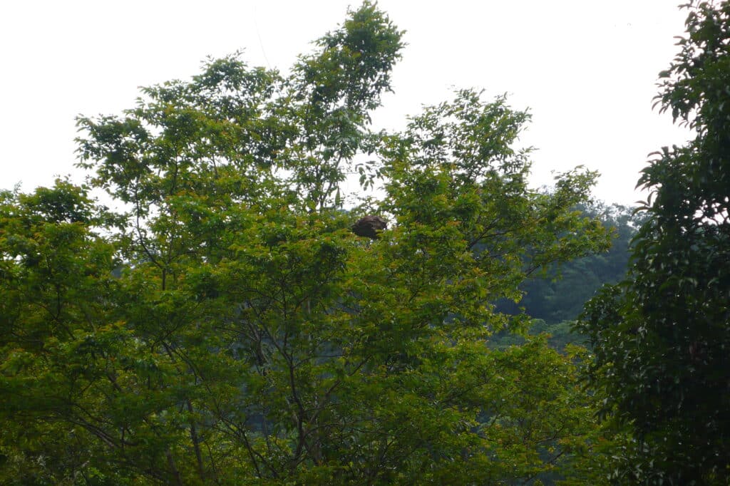 The ant nest we found for Bear Grylls to eat while on a scout for Man vs Wild