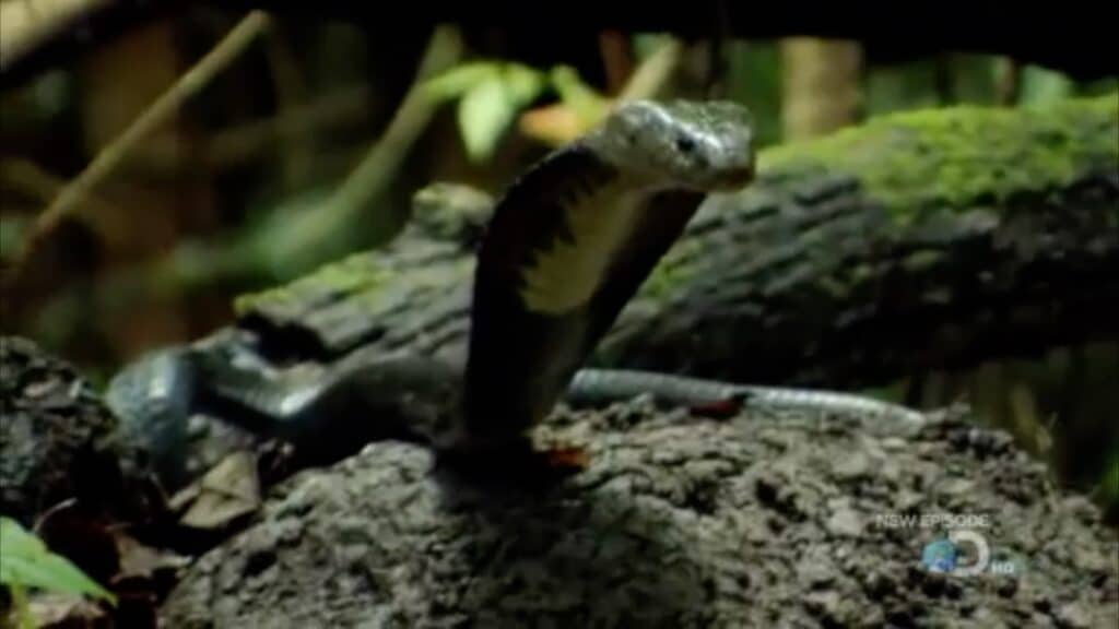 Cobra tied to a tree
