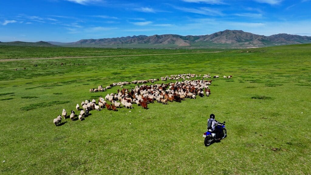 An Explore Indochina rider passes herds near Yeruu on his Mongolia motorbike tour