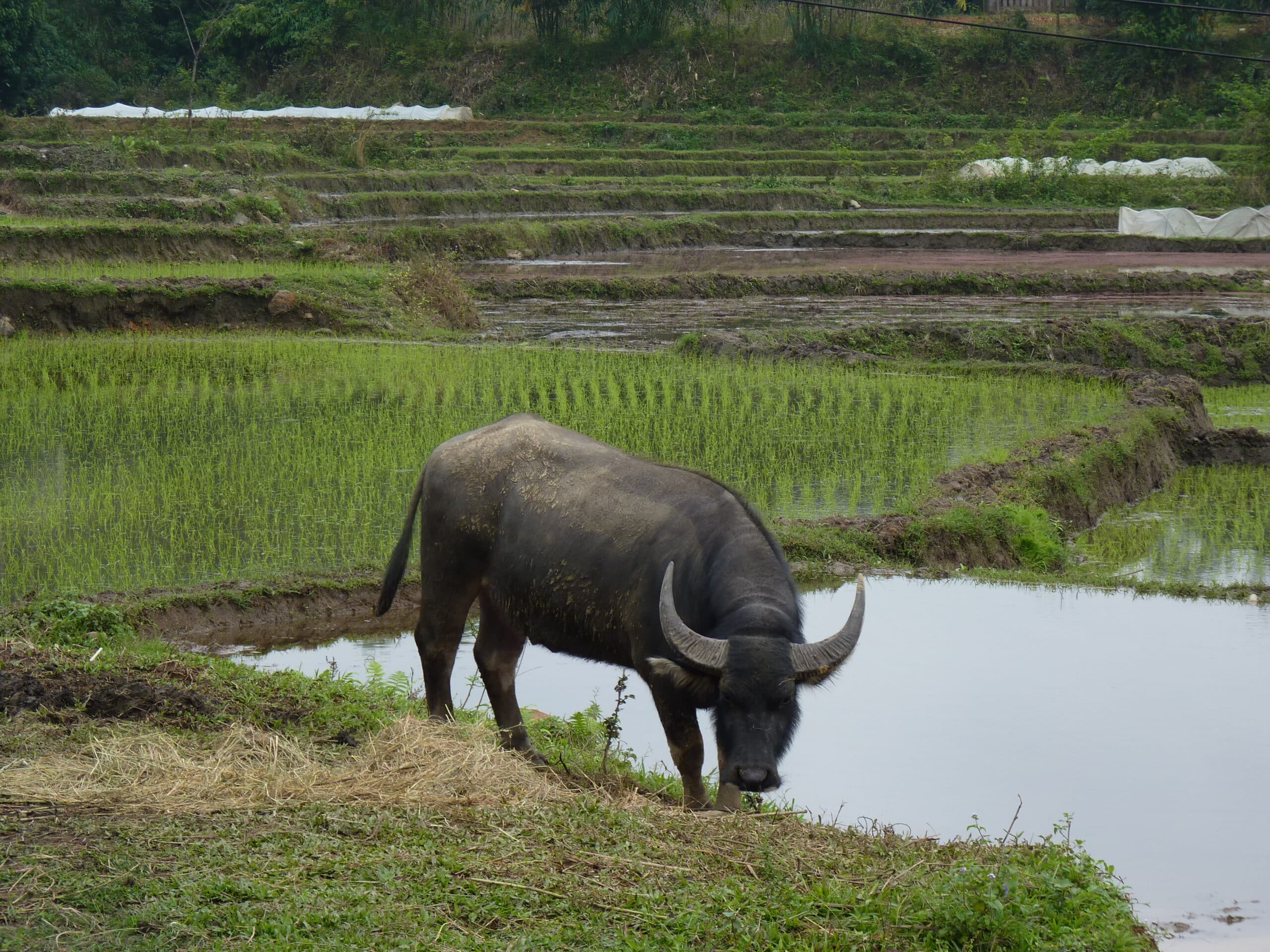 Explore Indochina Testimonials